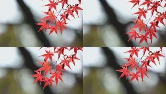 红色枫叶摇晃视频片段空镜高清在线视频素材下载