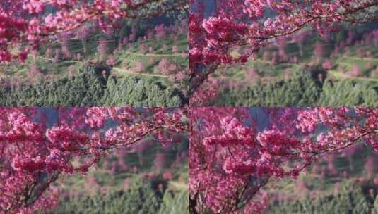 樱花盛开唯美升格高清在线视频素材下载