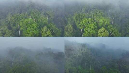 森林树木热带雨林航拍高清在线视频素材下载