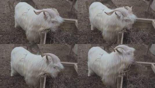 冬季羊吃草畜牧业养殖高清在线视频素材下载