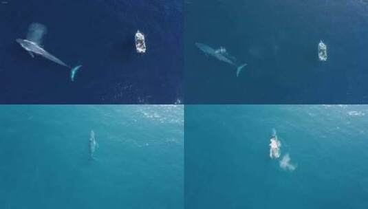 唯美海上鲸鱼洋霸主海洋鲸鱼座头鲸高清在线视频素材下载