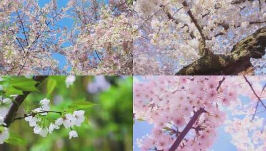 唯美盛开的梅花樱花桃花高清在线视频素材下载
