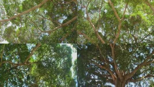 树枝 树干 枝叶1高清在线视频素材下载