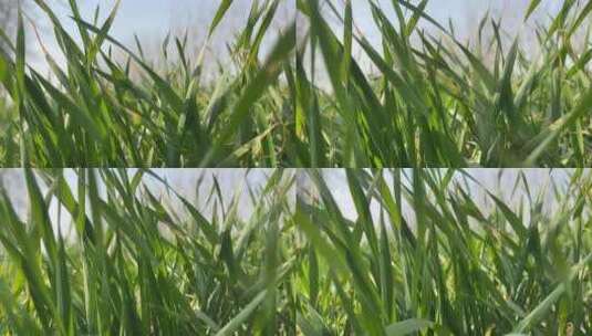 绿色的小麦植物高清在线视频素材下载