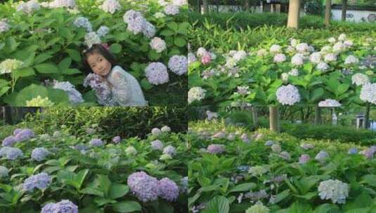 绣球花海 赏花的可爱小女孩高清在线视频素材下载