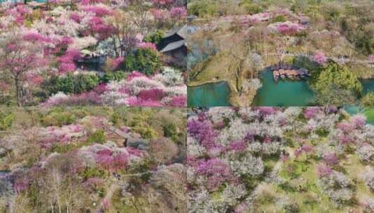 西溪湿地梅花航拍合集 浪漫花海高清在线视频素材下载