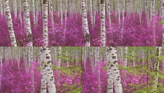 白桦林中的杜鹃花高清在线视频素材下载