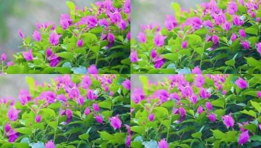 海南春天盛开的粉色三角梅高清在线视频素材下载