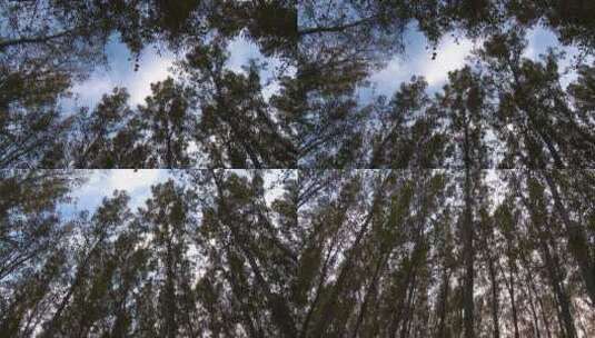 在林中看天空高清在线视频素材下载