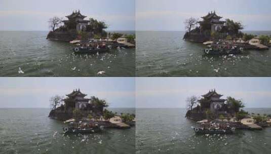 大理小普陀岛海鸥航拍高清素材高清在线视频素材下载