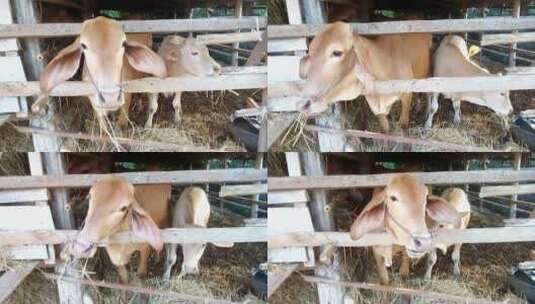农场里吃干草的牛高清在线视频素材下载
