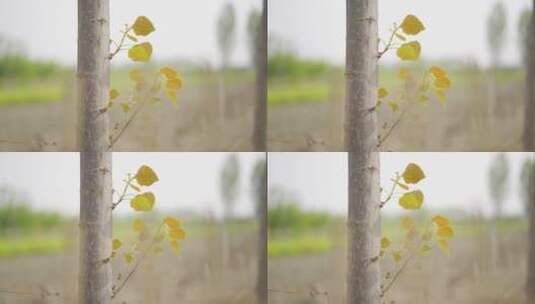 4K-春天里白杨树长出了新叶高清在线视频素材下载