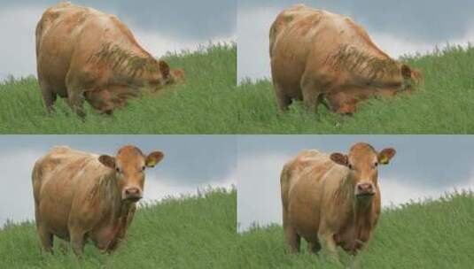在草原吃草的野牛高清在线视频素材下载