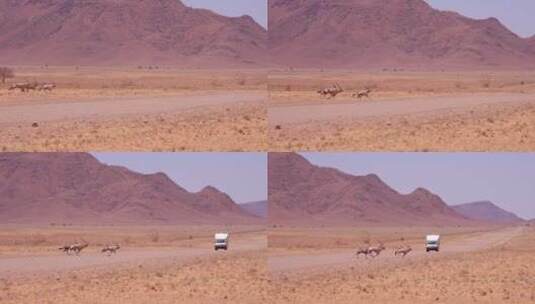 羚羊在纳米比亚沙漠中穿过马路高清在线视频素材下载
