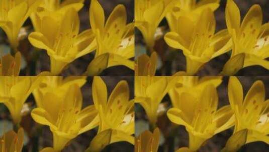 黄色花和花瓣特写高清在线视频素材下载