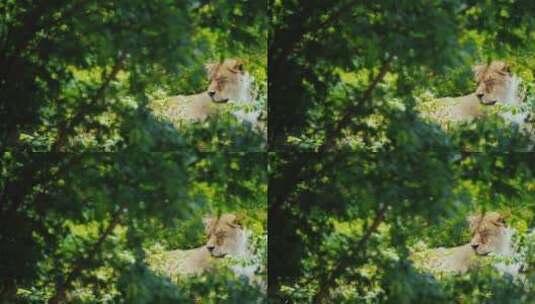 雌狮在树林中休息高清在线视频素材下载