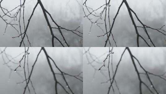 树枝上挂满雨滴特写高清在线视频素材下载