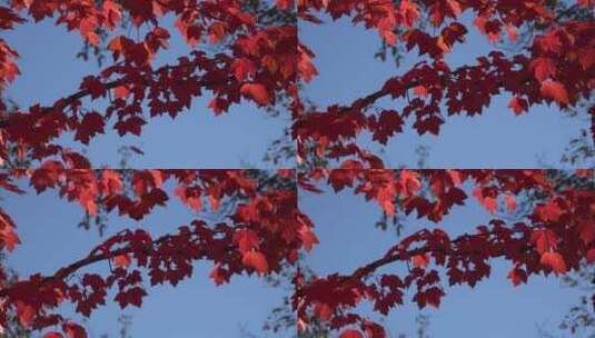 大自然明亮的红叶和蓝天高清在线视频素材下载