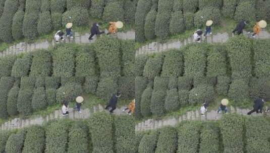 茶茶叶红茶艺采茶泡茶红茶山春茶道茶园农业高清在线视频素材下载