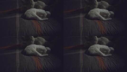 床上睡觉的猫咪高清在线视频素材下载