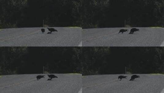 秃鹫在地面吃东西高清在线视频素材下载