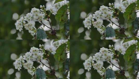 樱桃树开花白色樱花高清在线视频素材下载