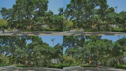 仰视村口的一棵大树高清在线视频素材下载