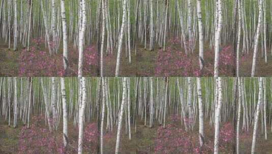 杜鹃花盛开的白桦林高清在线视频素材下载