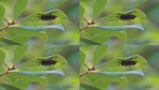 荔枝龙眼的主要害虫绿叶下的荔蝽幼虫高清在线视频素材下载