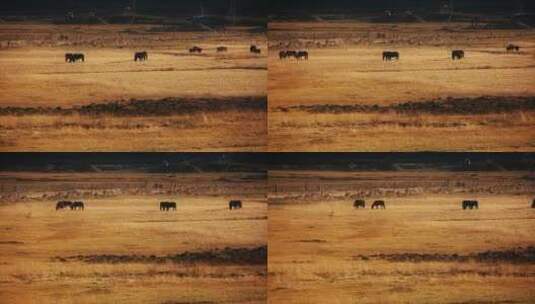 牧场视频金秋季节青藏高原黄草地吃草的牛马高清在线视频素材下载