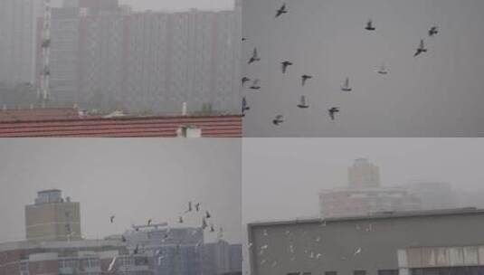 【镜头合集】阴天城市上空鸽子和平鸽高清在线视频素材下载