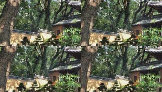 浙江普陀山法雨寺禅院建筑视频高清在线视频素材下载