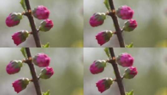 桃花梅花花蕾花苞花骨朵开花高清在线视频素材下载