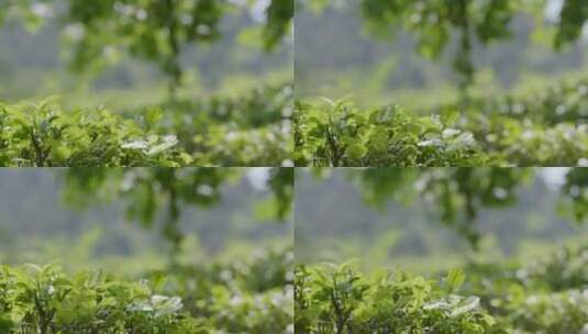 高山茶场 茶叶 茶山 绿茶 百叠岭绿茶高清在线视频素材下载