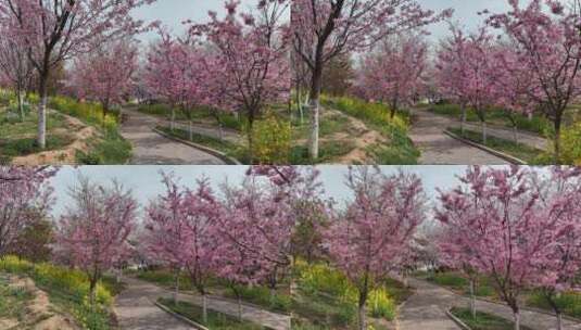 孤柏渡飞黄旅游区樱花园鲜花盛开高清在线视频素材下载