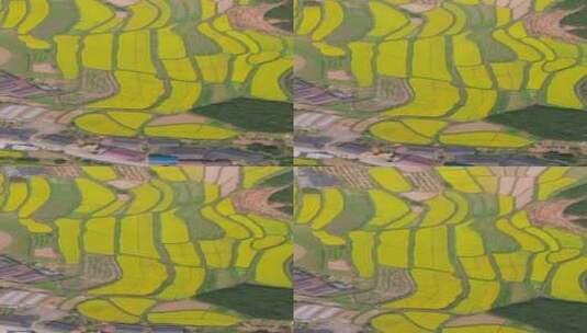 俯拍油菜花梯田农业种植高清在线视频素材下载