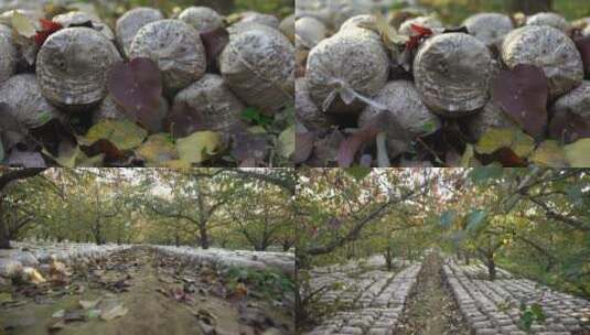 种养蘑菇高清在线视频素材下载