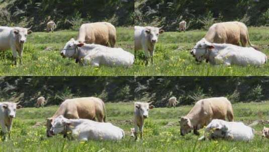 高山草原牛羊牧业森林氧吧大自然风光高清在线视频素材下载