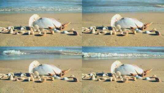 收集的贝壳陈列在海滩上高清在线视频素材下载