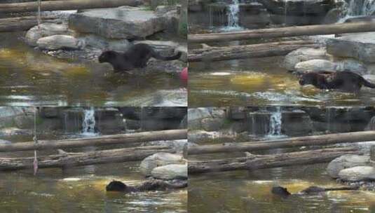 黑豹在水中行走捕食状态高清在线视频素材下载
