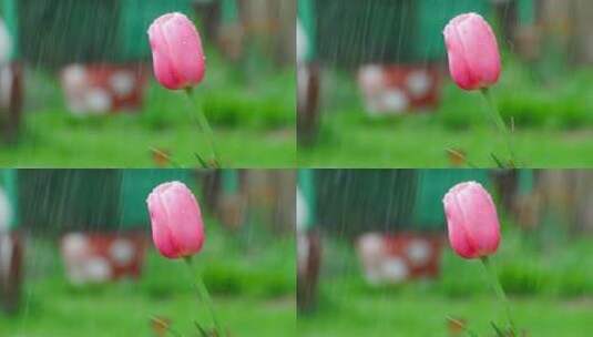 雨下的粉色郁金香高清在线视频素材下载