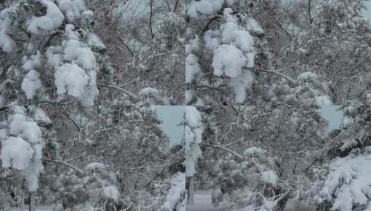 树枝上的大雪高清在线视频素材下载