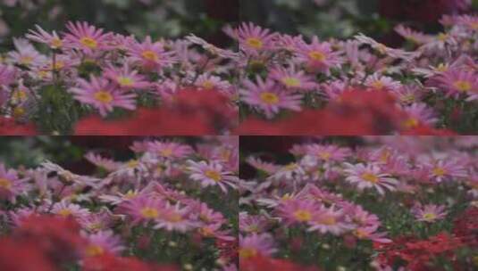 粉色花丛摇镜右移高清在线视频素材下载