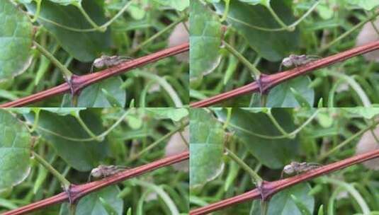 蜘蛛植物特写镜头高清在线视频素材下载