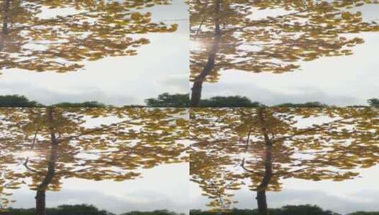 秋季银杏树树叶高清在线视频素材下载