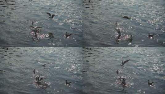 水面上的候鸟海鸥飞舞慢镜头高清在线视频素材下载
