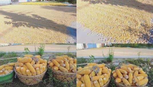 农村收玉米高清在线视频素材下载