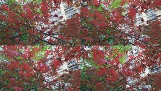 城市公园秋天红色的枫叶鸡爪槭高清在线视频素材下载