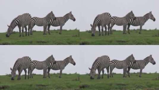 东非草原上吃草的斑马群高清在线视频素材下载