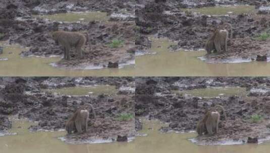 在泥地中撅屁股喝水的猴子高清在线视频素材下载